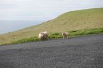 PICTURES/Heimaey Island Critters/t_DSC01173.JPG
